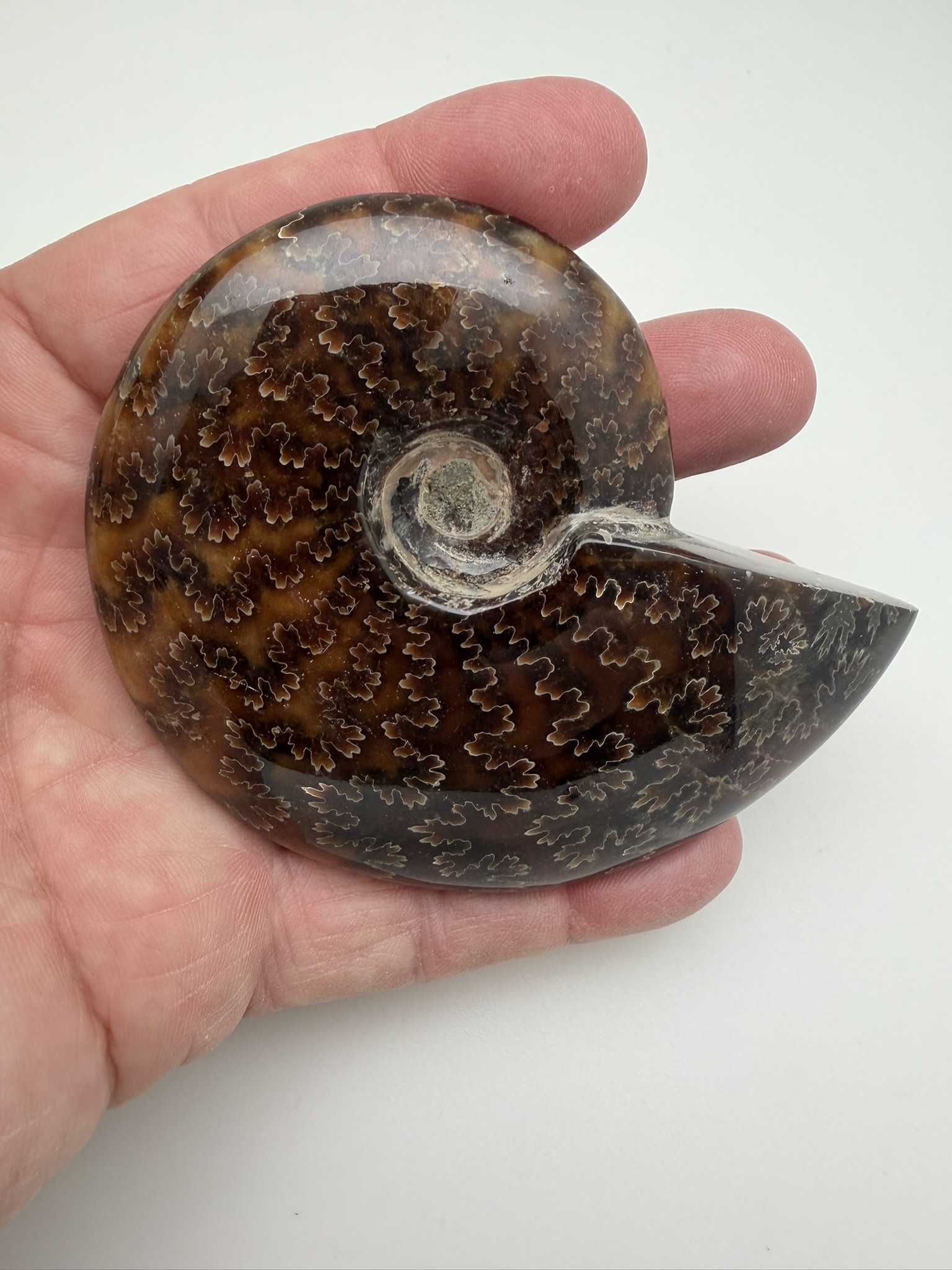 Ammonite