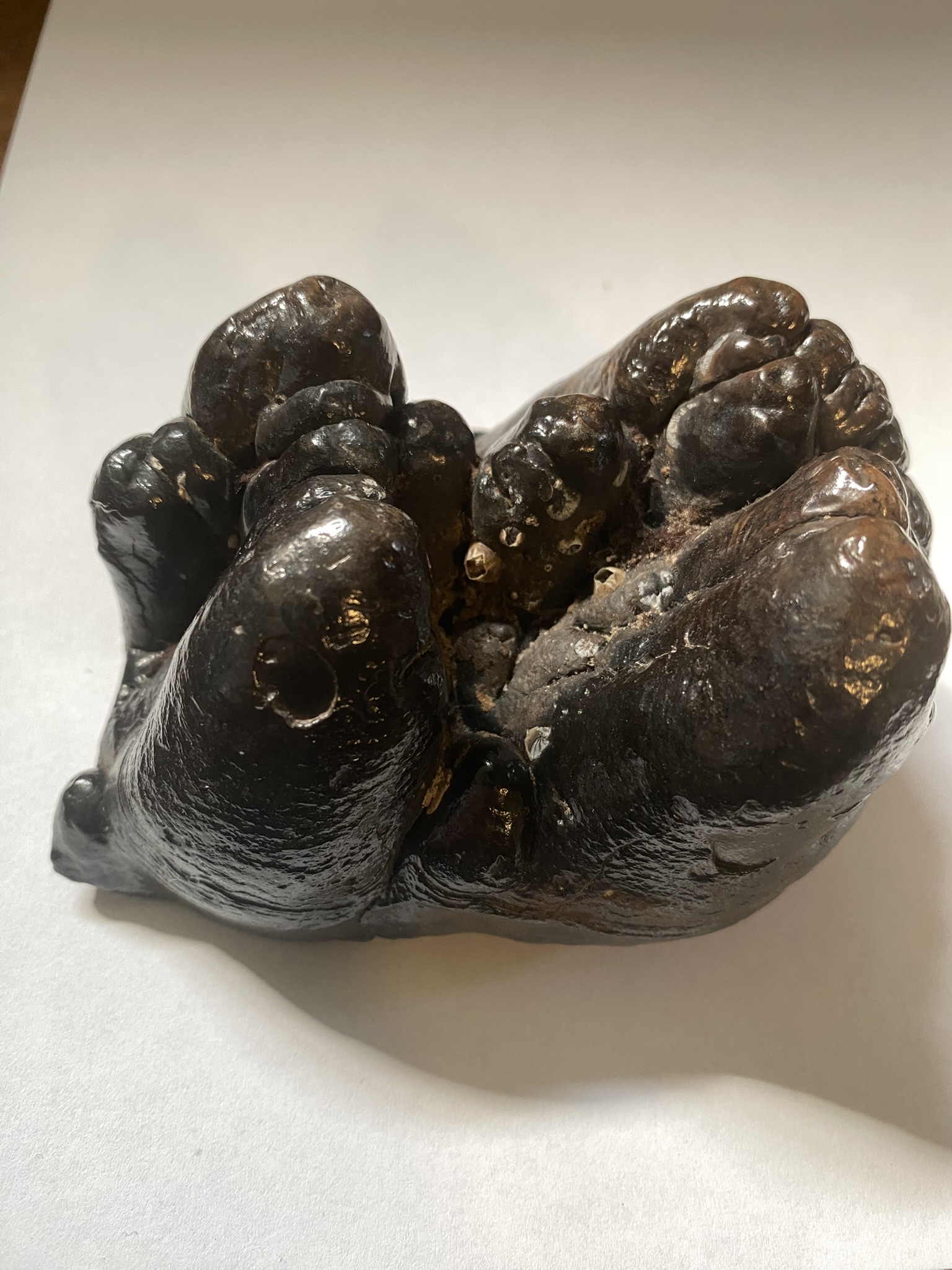 Gomphortherium tooth