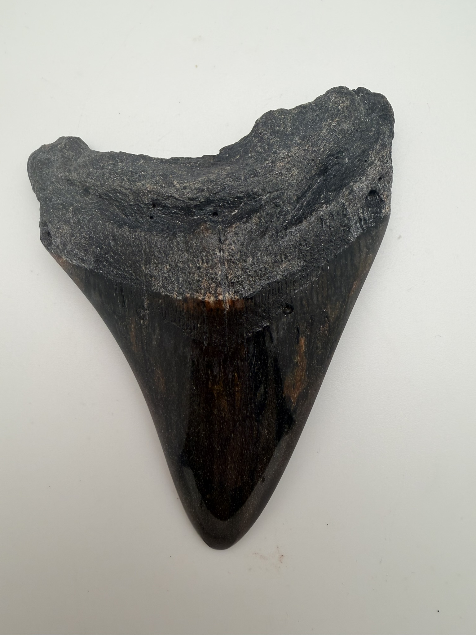 Megalodon Tooth
