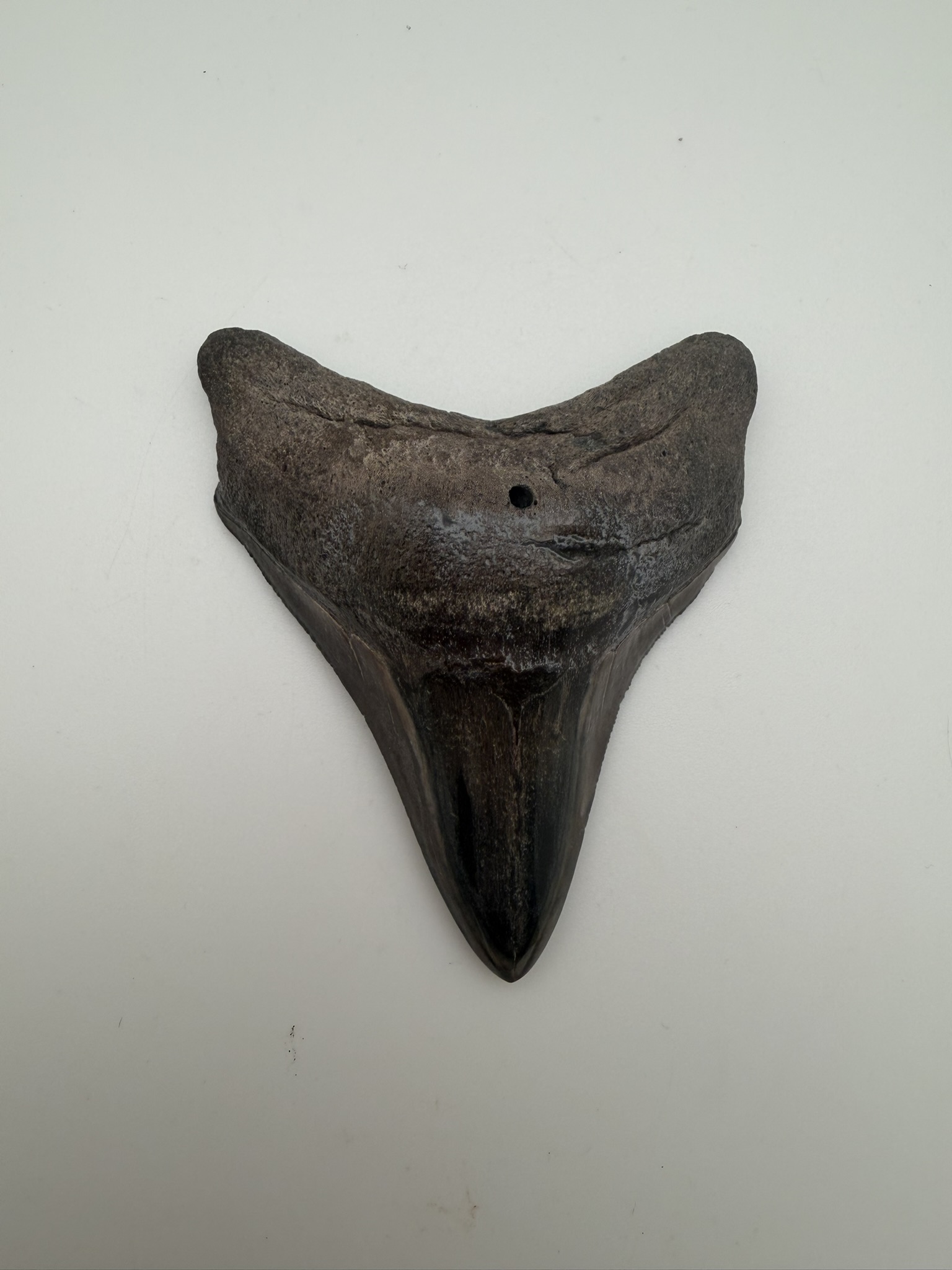 Megalodon Tooth