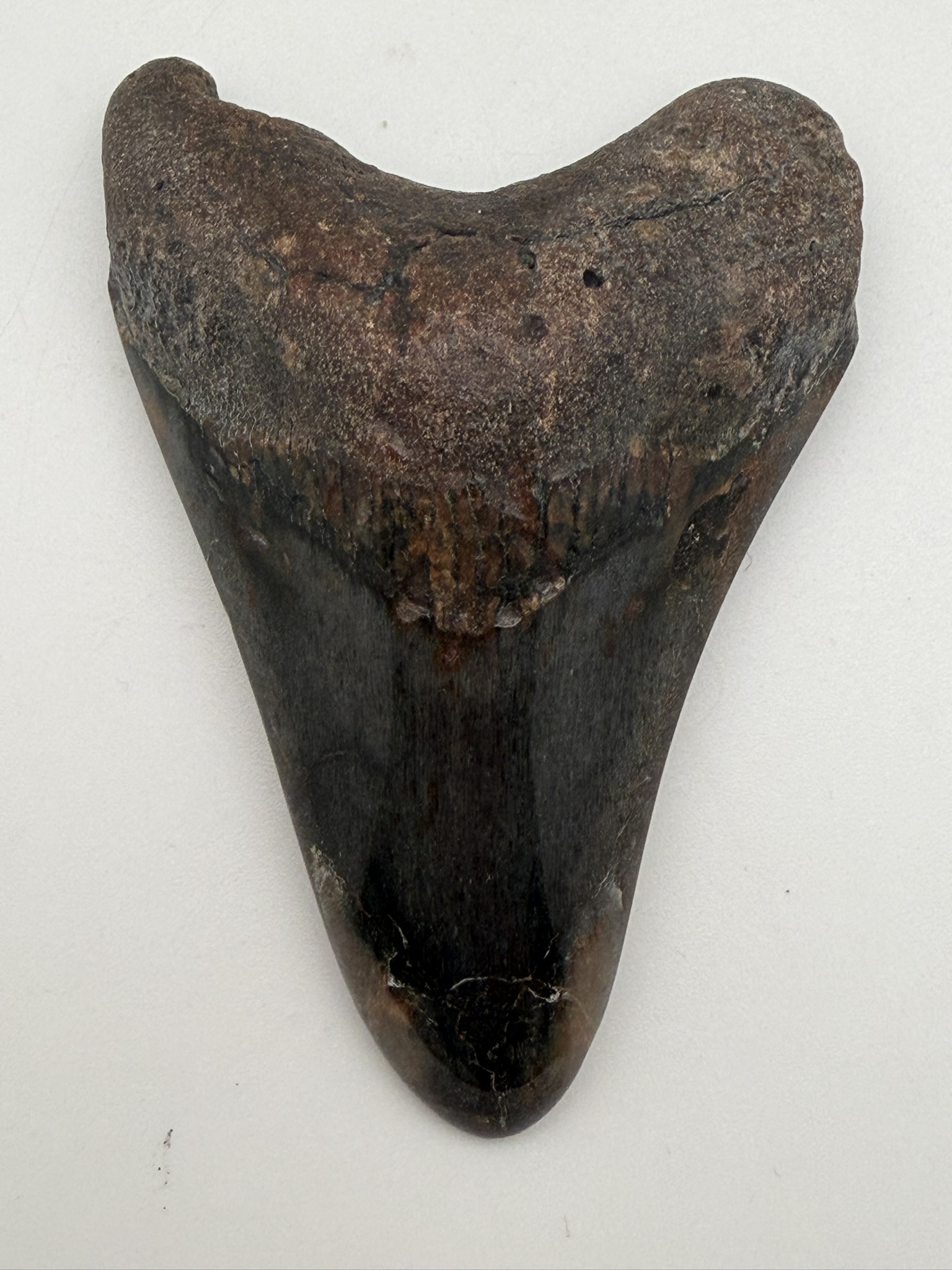 Megalodon Tooth