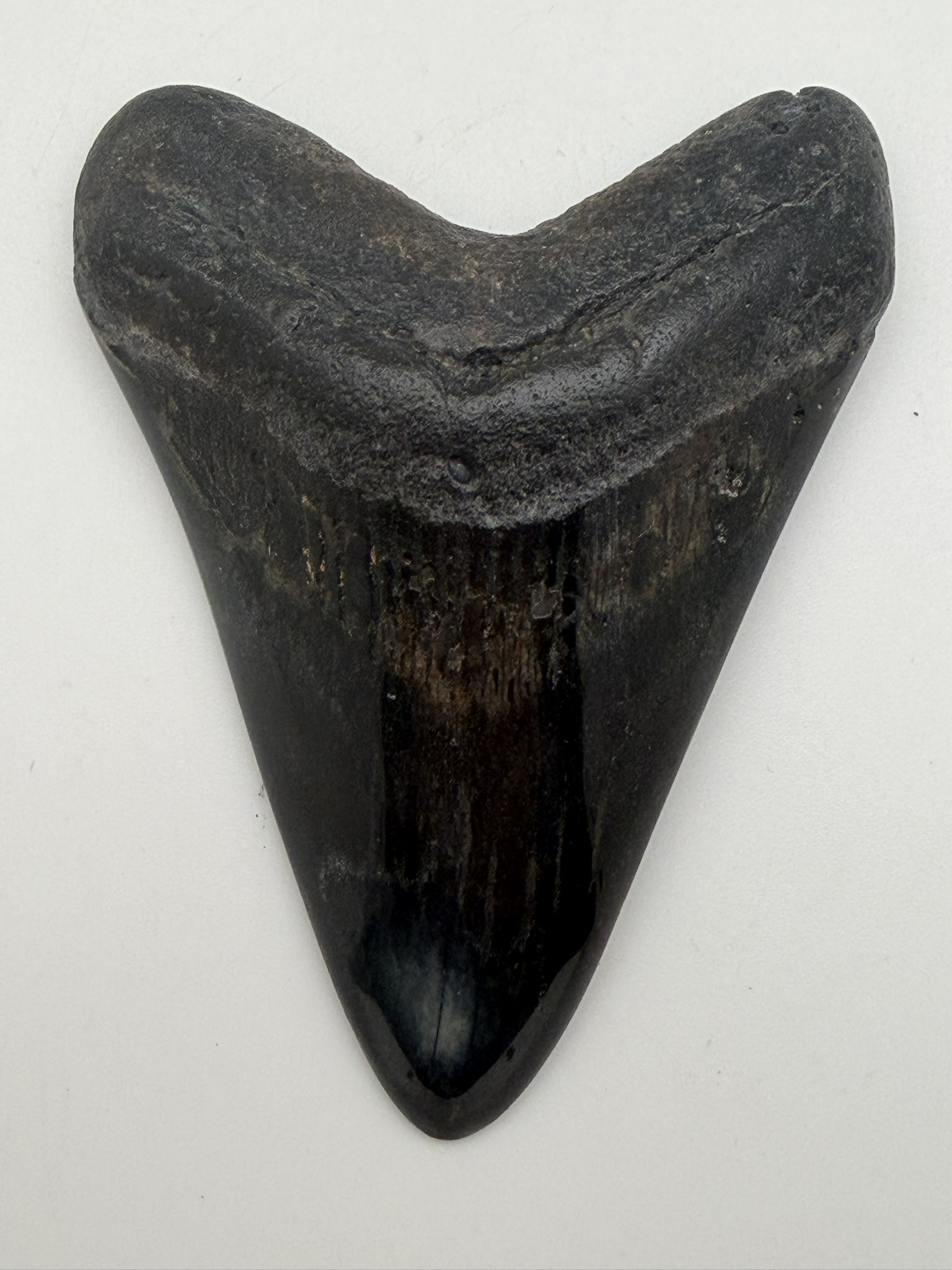 Megalodon Tooth