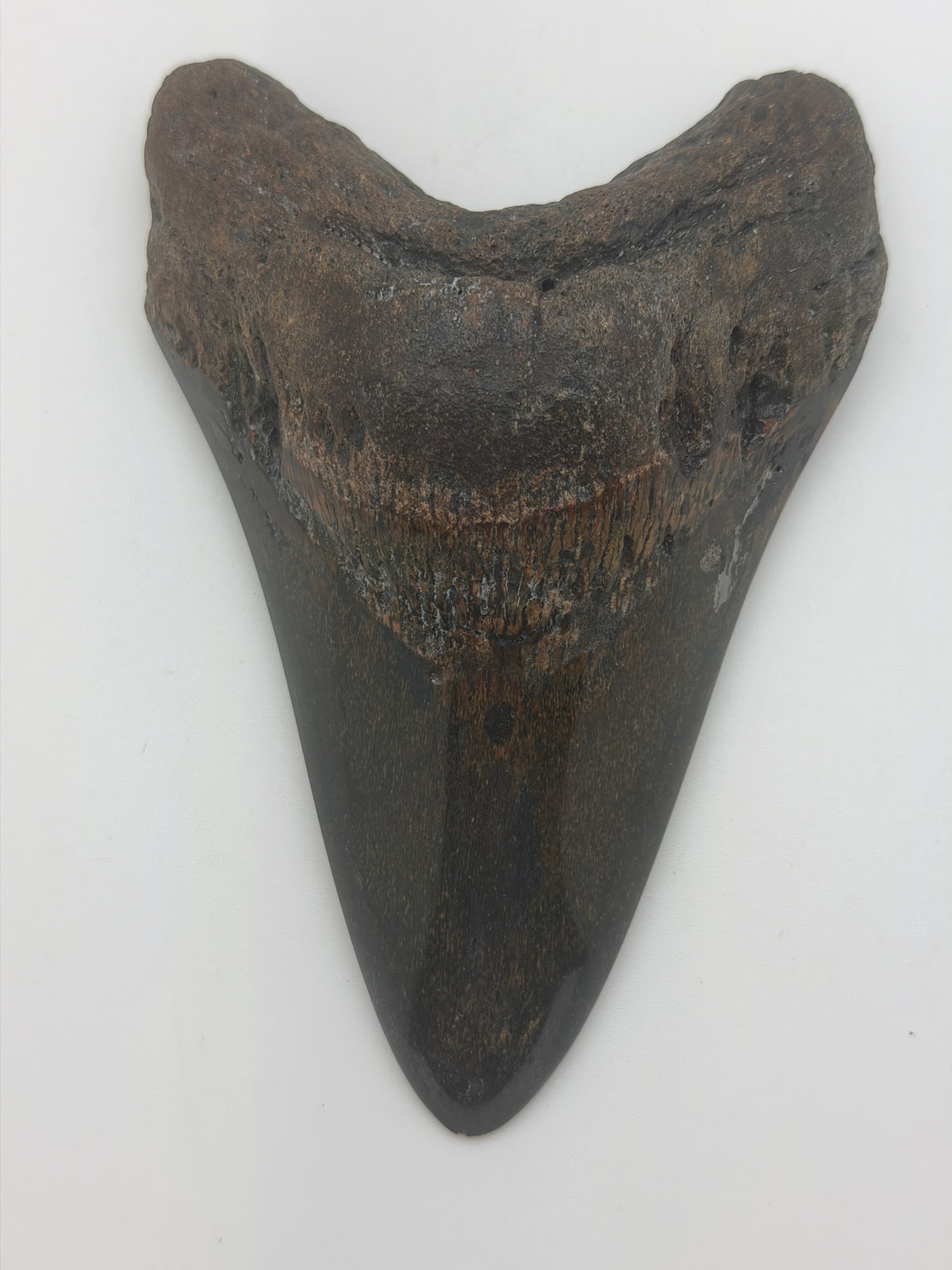 Megalodon Tooth