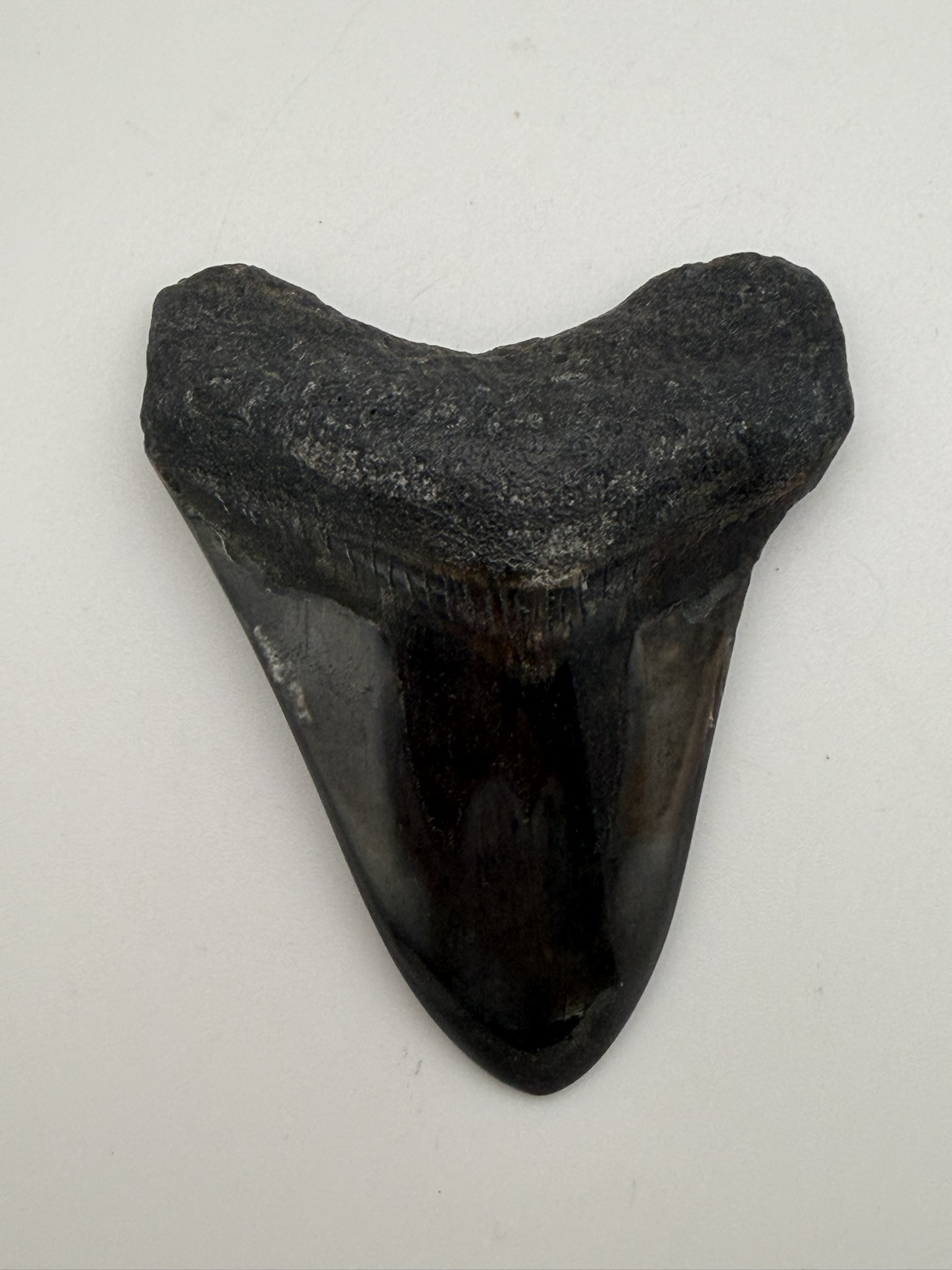 Megalodon Tooth