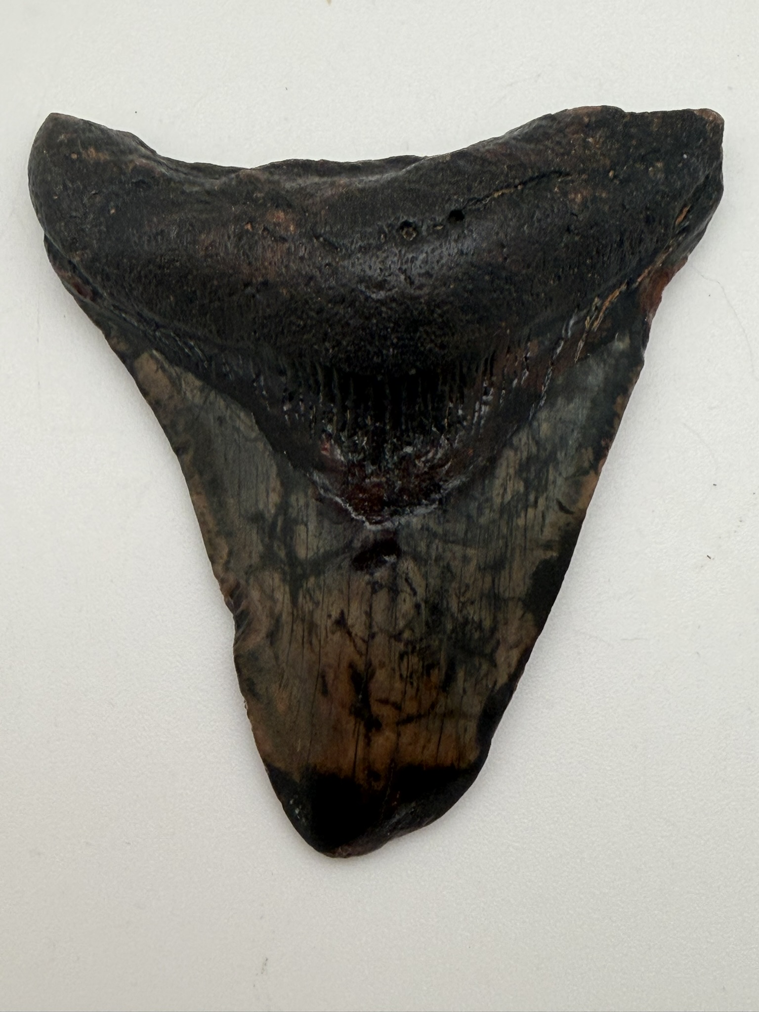 Megalodon Tooth