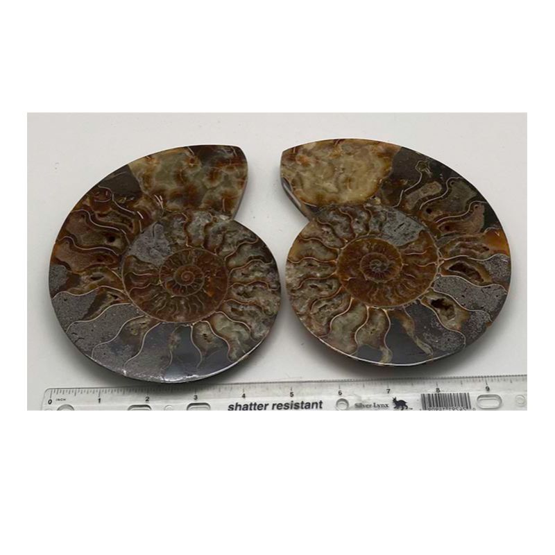 Ammonite Halves pr