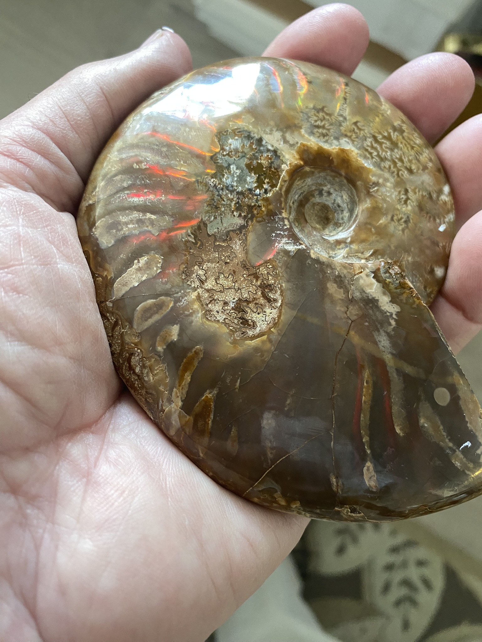 Ammonite, Iridescent