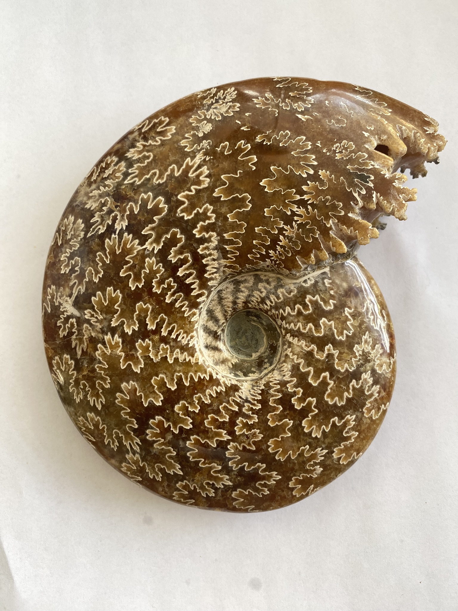 Ammonite, Whole
