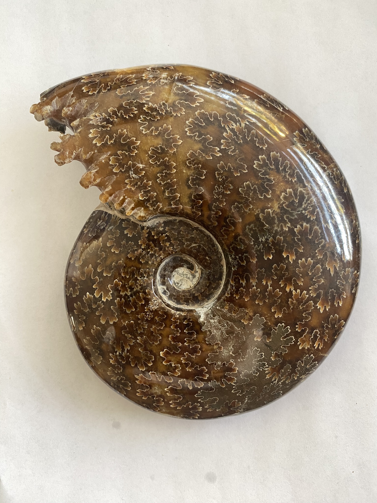 Ammonite, Whole