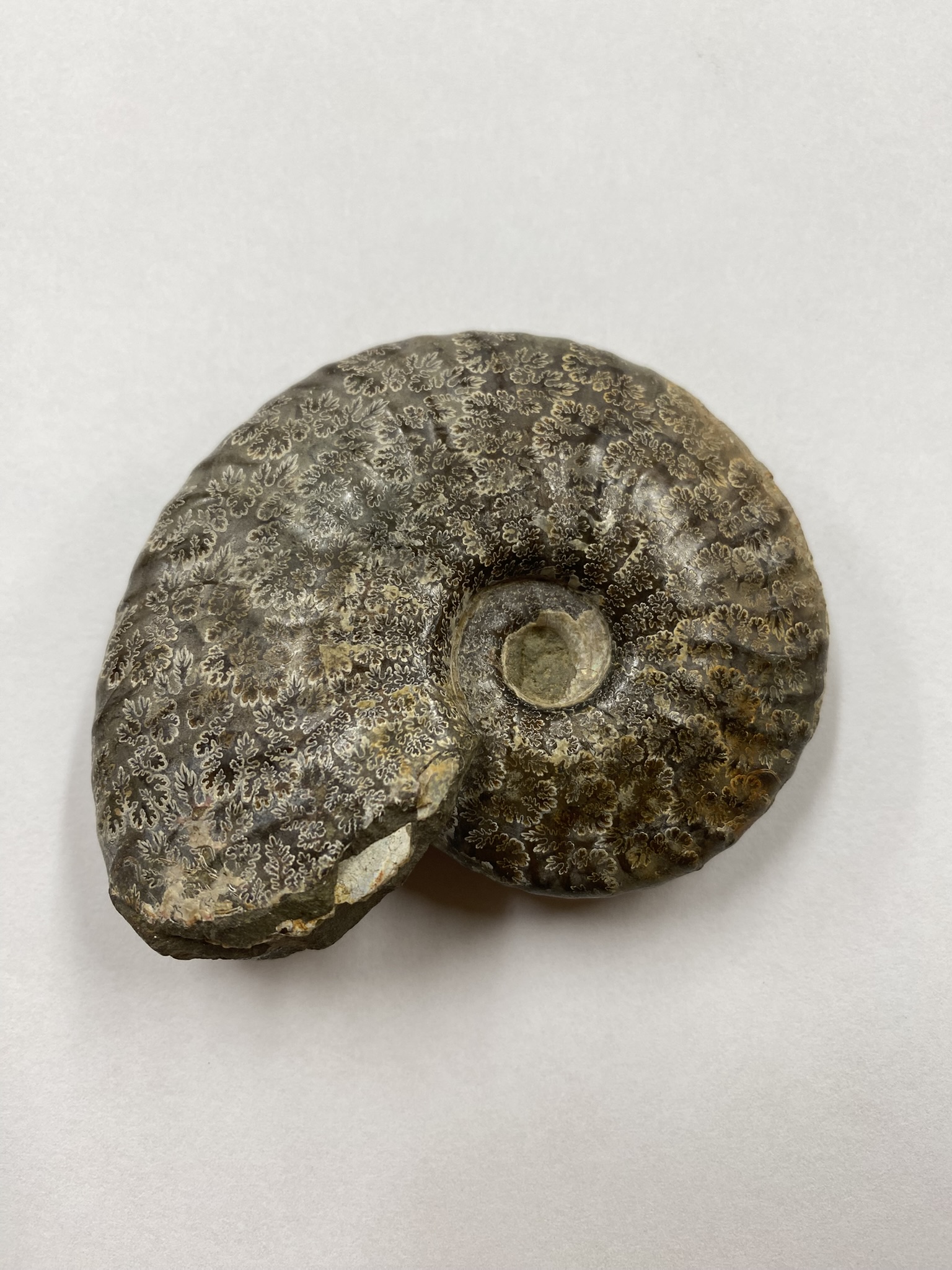 Ammonite