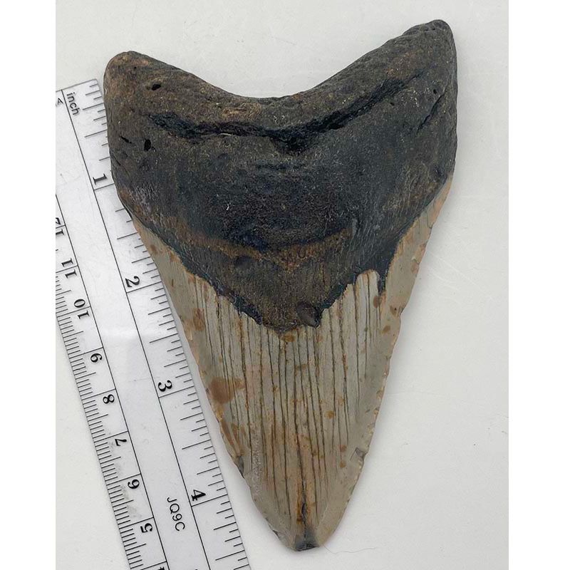 Megalodon Tooth
