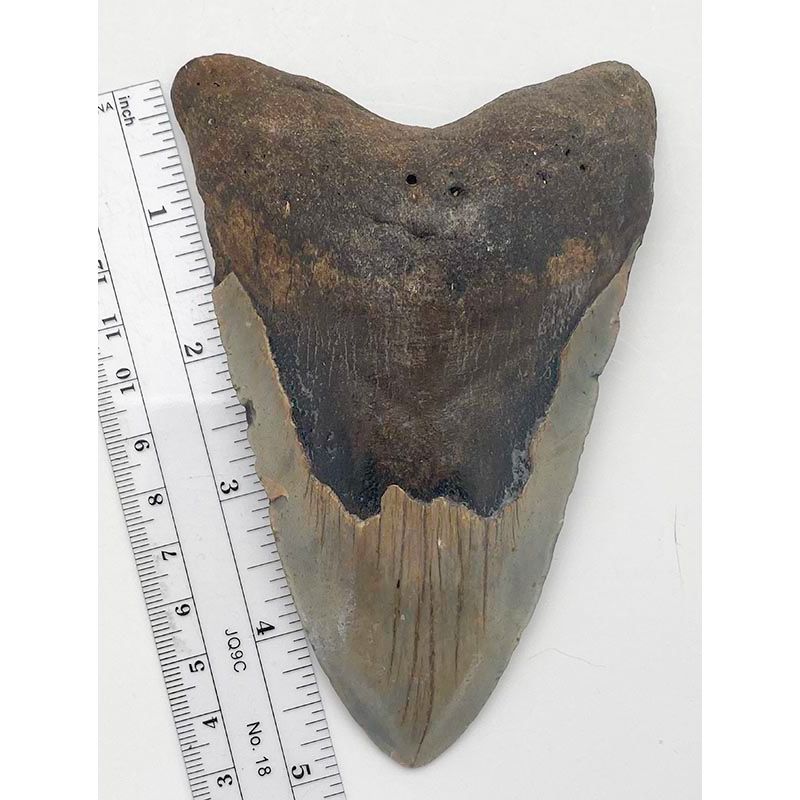Megalodon Tooth