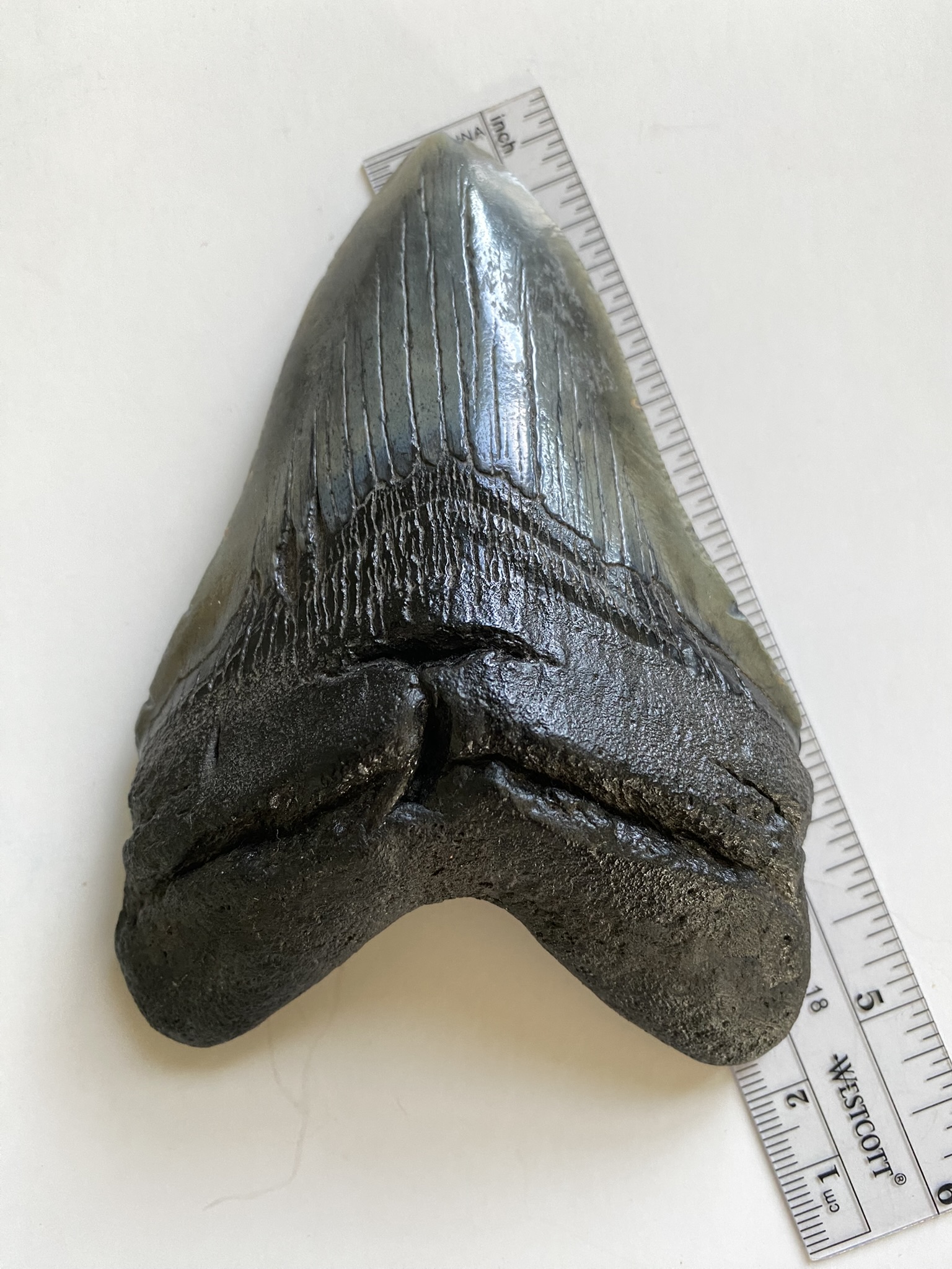 Megalodon tooth