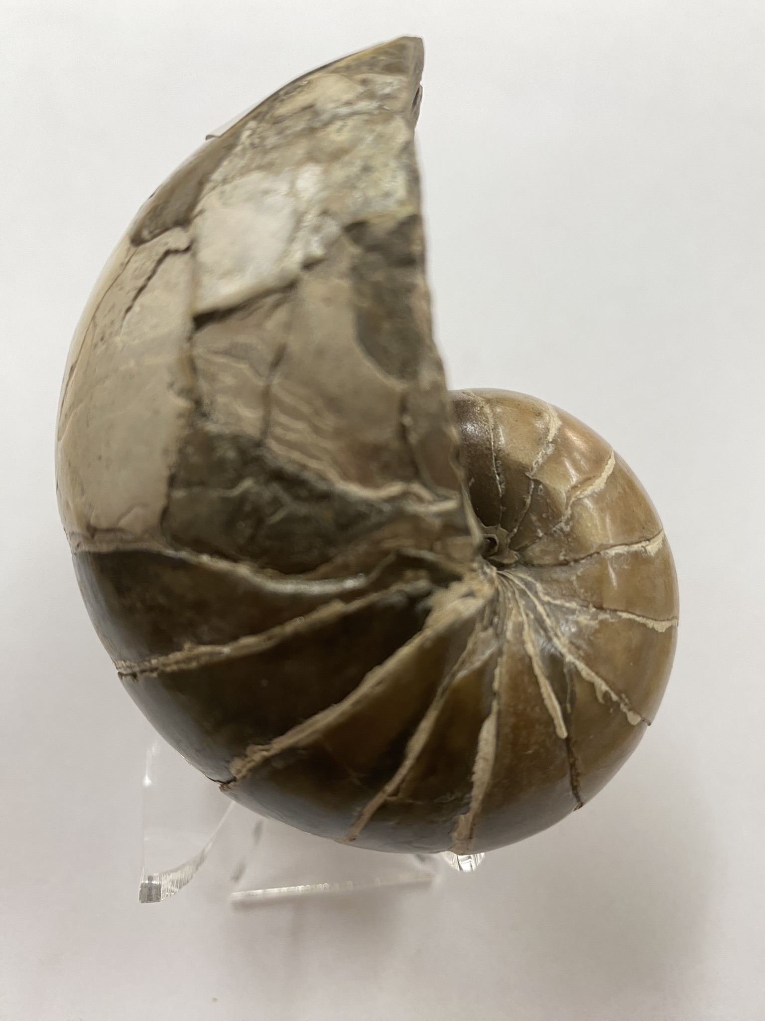 Nautilus Eutrephoceras sp?