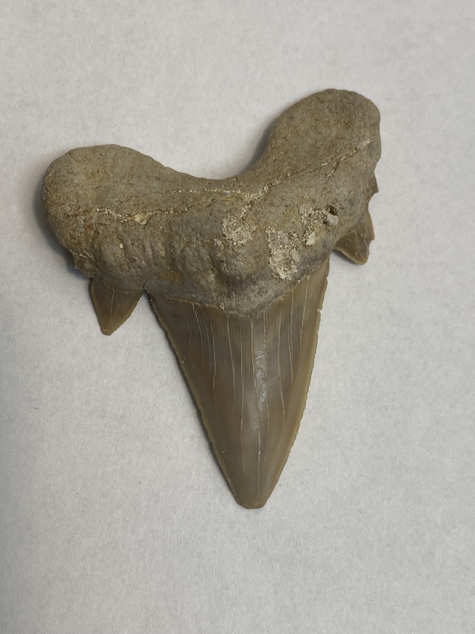 Otodus Tooth Large