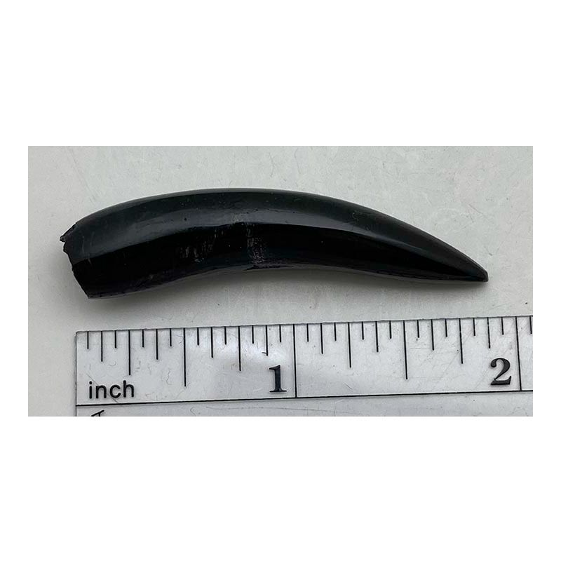 Polished Whale Tooth