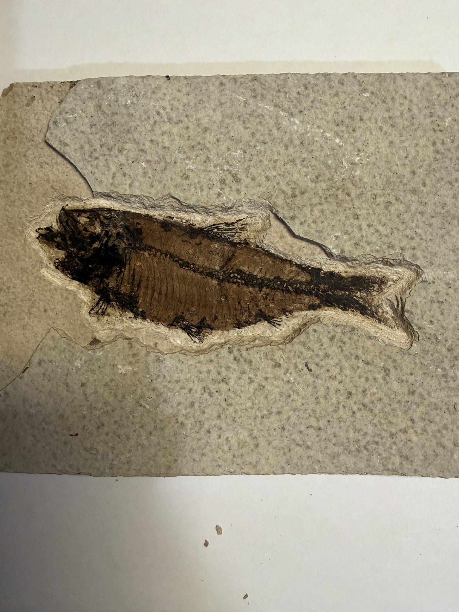 Diplomystus