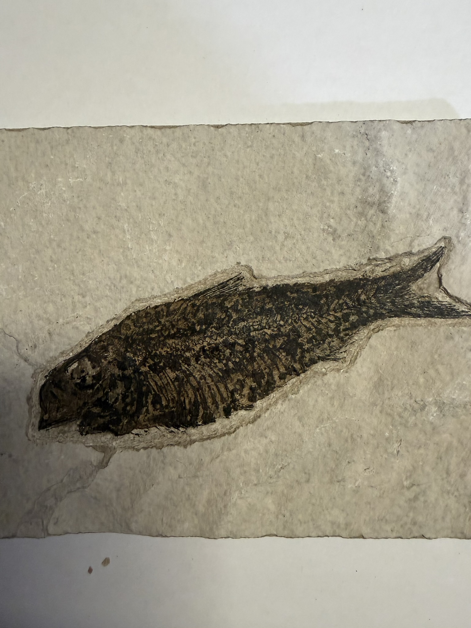 Diplomystus