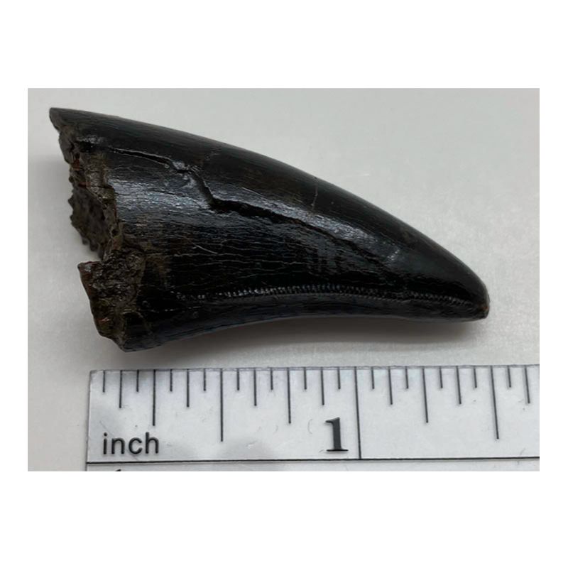 T-Rex Tooth, approx 1.5 in, upper premax