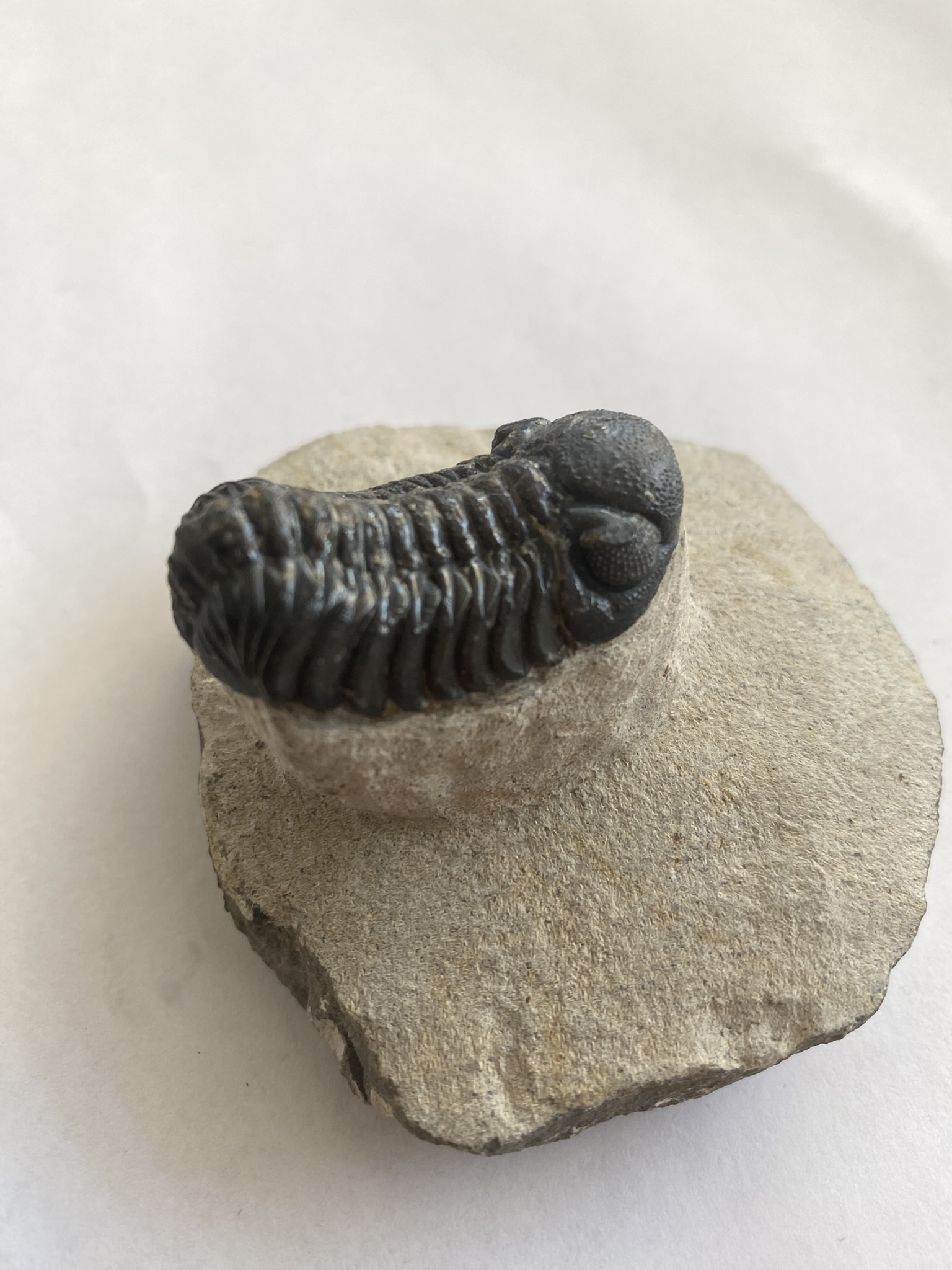 Trilobite Phacops