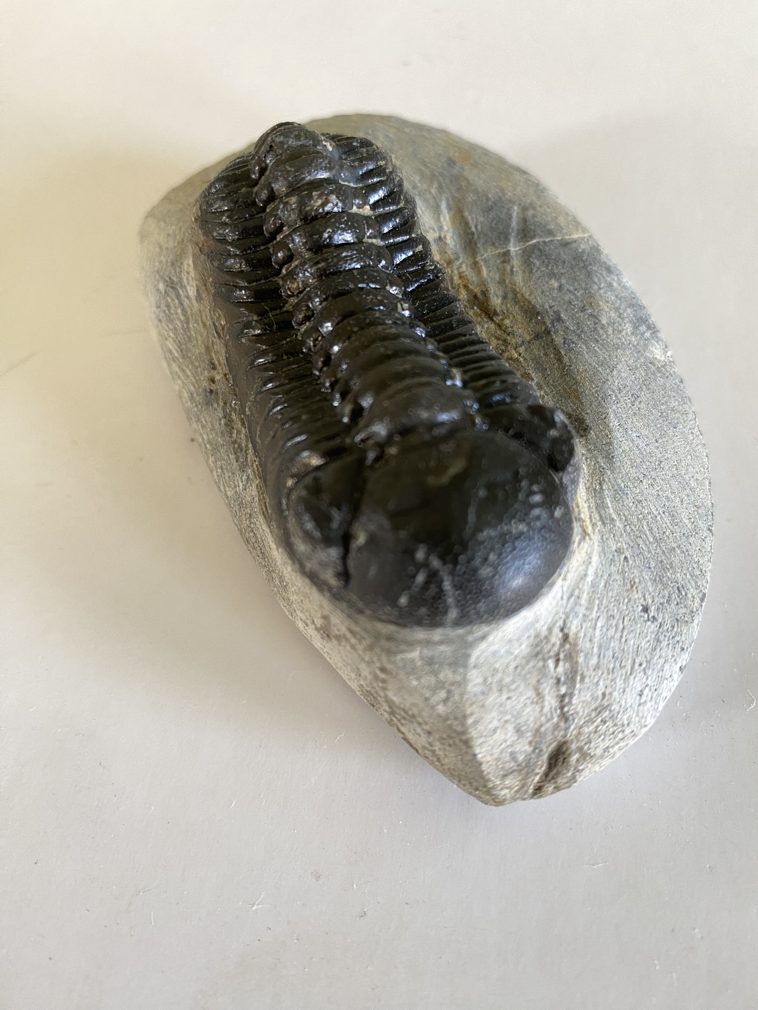 Trilobite Phacops