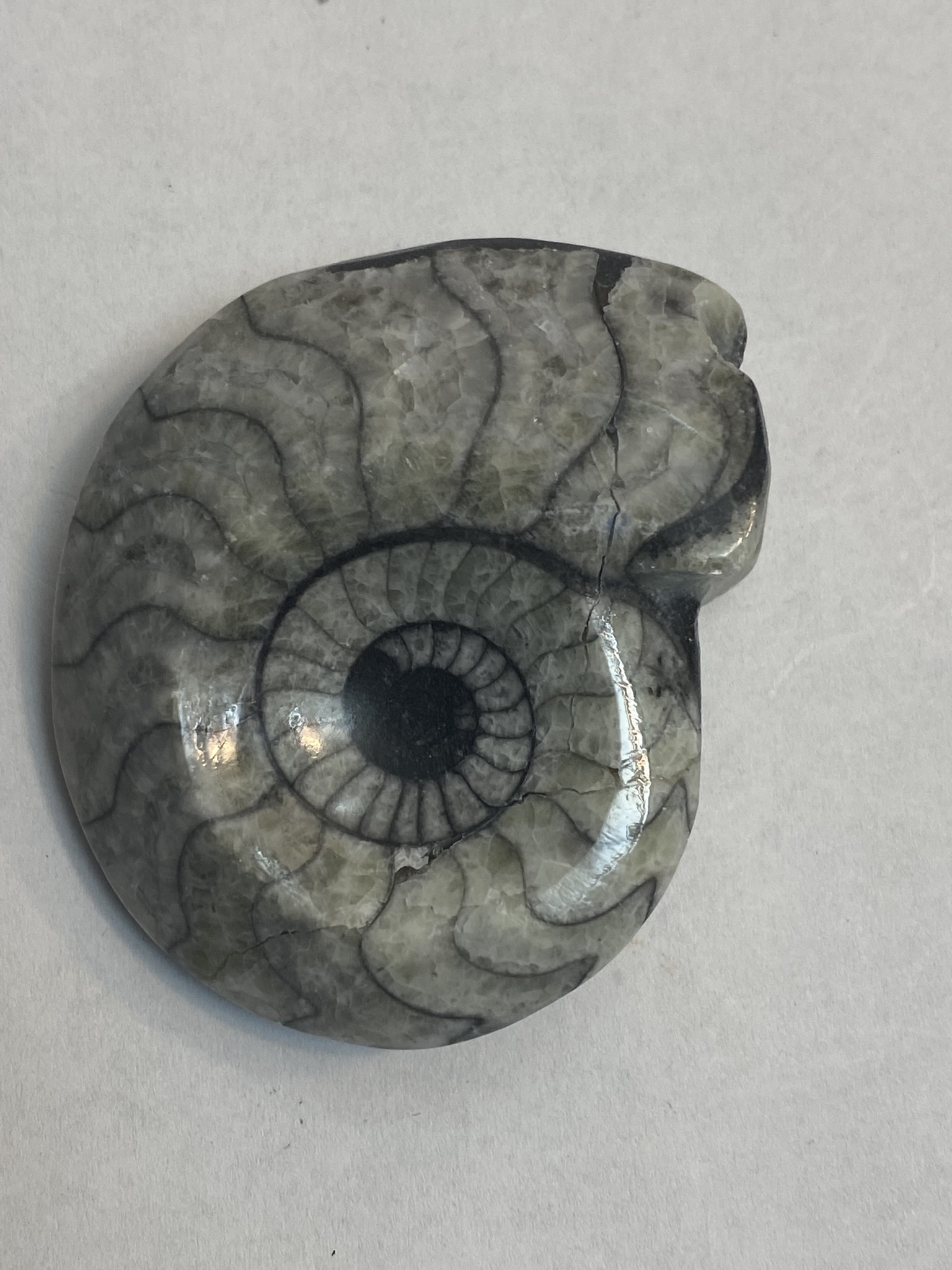 Goniatite